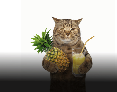 Feeding Pineapple to Cats: Is It Safe and Recommended?